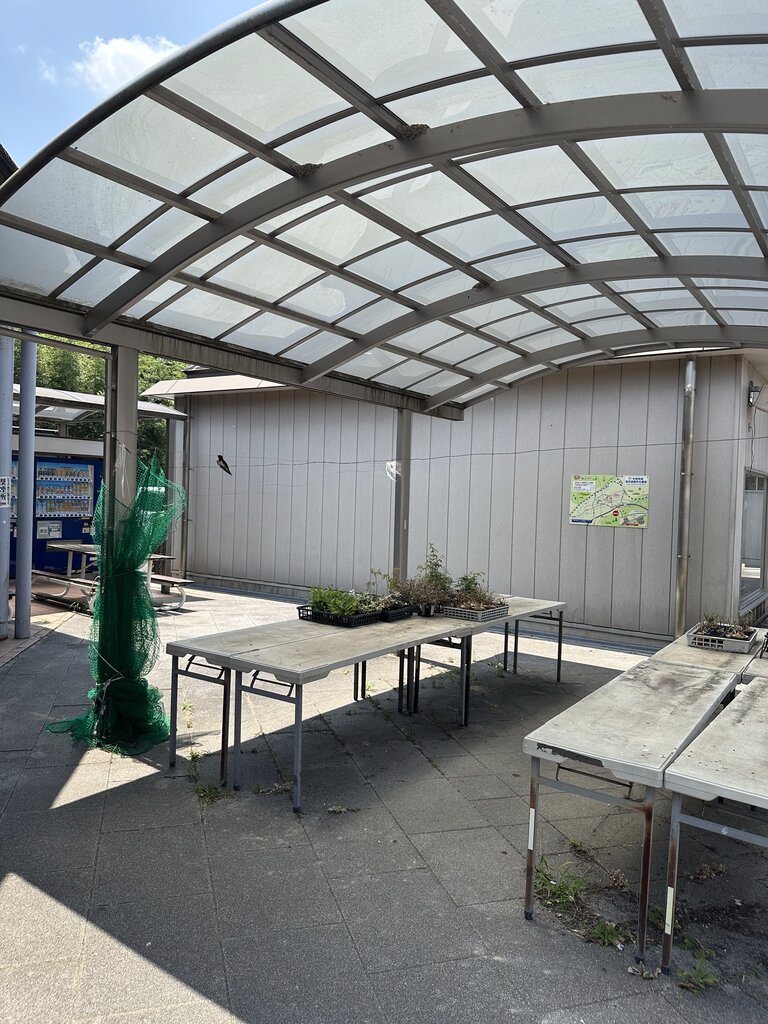 以前来た時はもっと植物が販売されていましたが、今回は少なめでした。暑いからでしょうか。