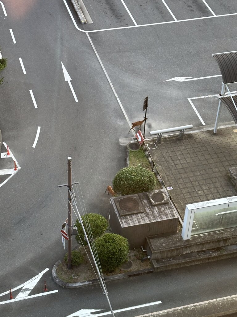 部屋から撮影した朝の景色。奈良駅前を歩く鹿の様子。
