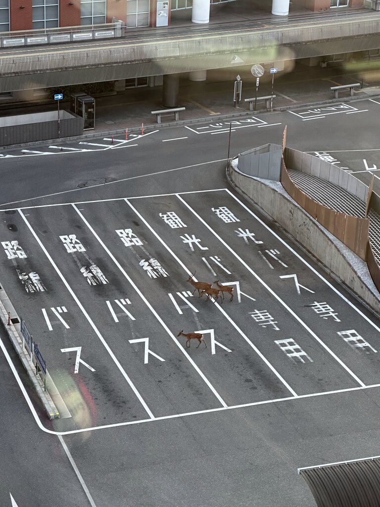 部屋から撮影した朝の景色。奈良駅前を歩く鹿の様子。